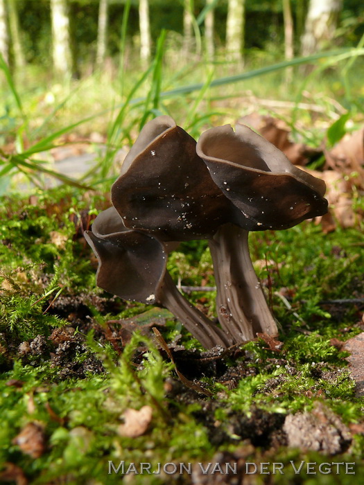 Zwarte kluifzwam - Helvella lacunosa